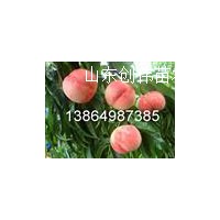 突圍桃樹苗，夏之夢(mèng)桃樹苗，126油桃苗