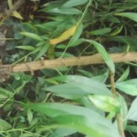 魯山縣桃苗基地 大量供應(yīng)占地桃苗