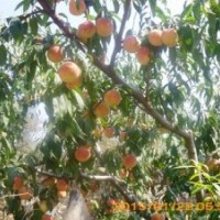 供應(yīng)晚熟桃樹(shù)金秋紅蜜桃