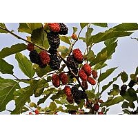 供應(yīng)果桑種植效益