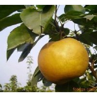 供應(yīng)2-3公分梨樹