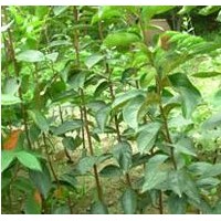 柿子苗：牛心柿、次郎、富有、八月紅、新秋