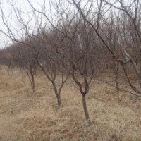 1-15公分山桃樹、山杏樹、棗樹、山楂樹