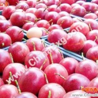 供應臺農(nóng)1號百香果苗