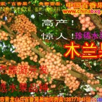 生態(tài)農(nóng)莊必選水果--木蘭果種苗