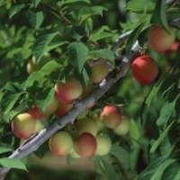 哪里有賣桃樹的？桃樹價格？桃樹怎么種植？