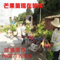 旺盛果苗供應(yīng)芒果苗 荔枝苗 蓮霧苗 木菠蘿苗 番石榴苗 火龍果苗