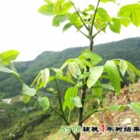 3-10公分蘋果樹，梨樹，核桃樹，山楂樹，柿子樹