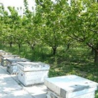 特供3-10公分蘋(píng)果樹(shù) 核桃樹(shù)