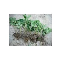 草莓苗 山東草莓苗基地價(jià)格