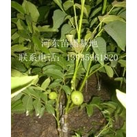 供應(yīng)核桃苗 各種品種核桃苗