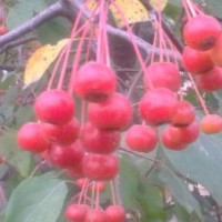 供應(yīng)甜茶海棠實(shí)生苗