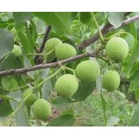 核桃苗，核桃苗哪里有，嫁接好無病蟲害的薄殼核桃苗，核桃苗