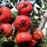 【山楂苗】山楂苗@山楂品種苗