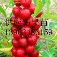 新品種鈣果苗供應(yīng) 咨詢最新鈣果苗價格