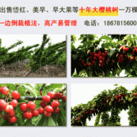 供應(yīng)一萬棵十年生大櫻桃樹，胸徑10-15公分