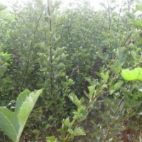 山楂苗產(chǎn)地山楂苗品種山楂苗批發(fā)山楂苗優(yōu)質(zhì)山楂苗