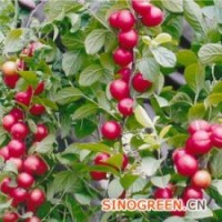 鈣果苗山西鈣果苗鈣果苗基地歐李苗價格1-2年生歐李