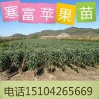 矮化寒富蘋果苗@矮化寒富蘋果苗