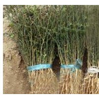 枸橘苗、枸橘樹苗、山東枸橘苗基地