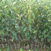供應(yīng)梨樹苗 梨樹苗價(jià)格 優(yōu)質(zhì)梨樹苗