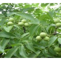 核桃苗 山西核桃苗基地