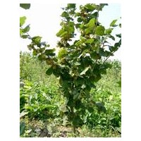 遼寧美國(guó)大榛子