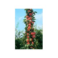 柱狀蘋果苗，矮化蘋果苗，神富一號蘋果苗