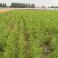 安徽省蕭縣官橋供毛桃苗