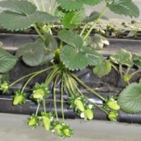 哪里有草莓苗 江蘇草莓苗資料品種