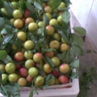 批發(fā)三華李苗 中熟三華李苗 全國銷量--果苗種植基地 品種