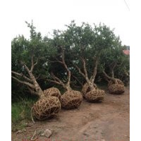 供應12公分石榴樹、山東石榴樹