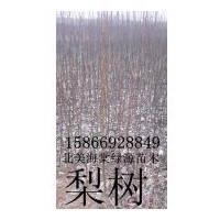 梨樹，梨花海棠