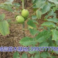 陜西核桃苗&&香玲核桃苗&&哪里有核桃苗