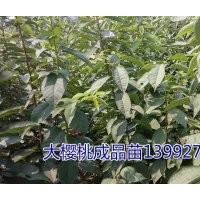 陜西櫻桃苗//哪里有櫻桃樹苗