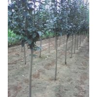 蘋果樹出售