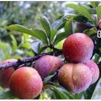 青脆李子價格便宜，清脆李果苗求購