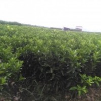 新地育沃柑、東方紅桔、黃金柑、砂糖橘果苗