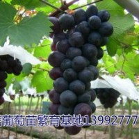 戶太八號,戶太八號葡萄苗