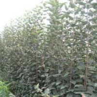 蘋果苗大量出售、低價蘋果苗大量優(yōu)惠供應