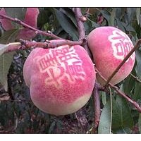 信誠(chéng)果樹苗木是優(yōu)秀的早熟桃苗生產(chǎn)商，價(jià)位合理的早熟桃苗