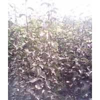 山東臨沂供應(yīng)紅富士蘋果苗 梨樹苗