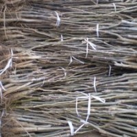 山西運(yùn)城核桃苗--山西運(yùn)城蘋果苗--山西運(yùn)城梨樹苗-杏樹苗