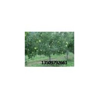 苗圃應急出售2-6公分蘋果樹