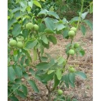 圖-核桃苗，沂蒙薄殼核桃苗，中農(nóng)短枝核桃苗，魯光核桃苗