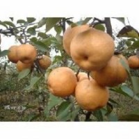 梨樹(shù)苗苗基地，供晚秋黃梨苗，金秋黃梨苗