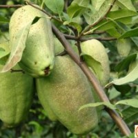 品牌木瓜苗，長(zhǎng)香，一品香木瓜苗。