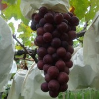 供應巨玫瑰葡萄苗