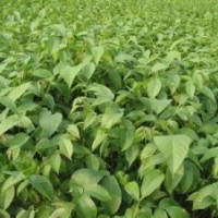 核桃苗山西核桃苗品種純價格廉核桃實生苗