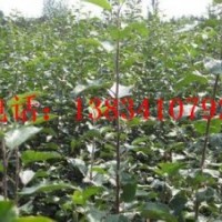 桃樹成品苗 桃樹苗 桃樹苗價格 桃樹苗